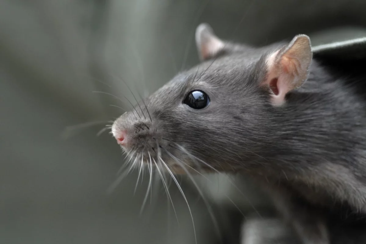 Более 40 человек заразились вирусом крысиного гепатита в Испании