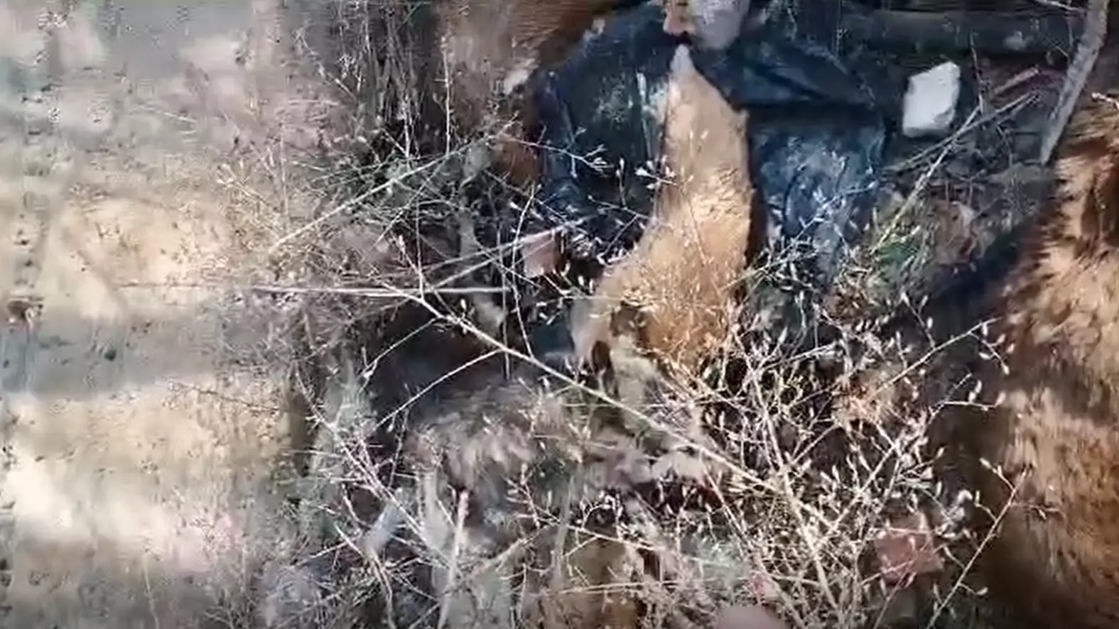 Свалку с трупами собак обнаружили у водохранилища в Волжском
